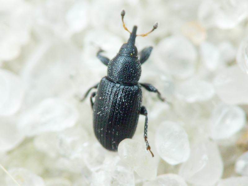 Gymnetron melanarium Germar, 1821